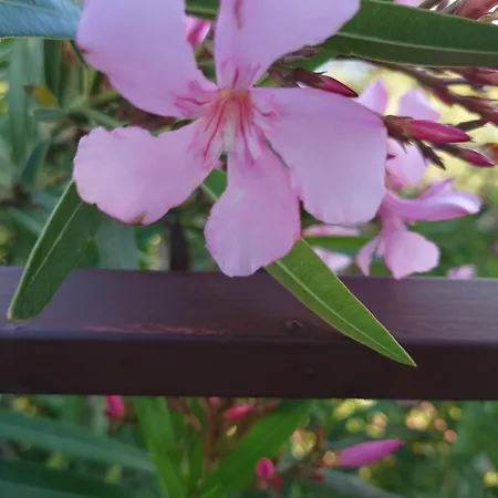 Lara דירה פומר