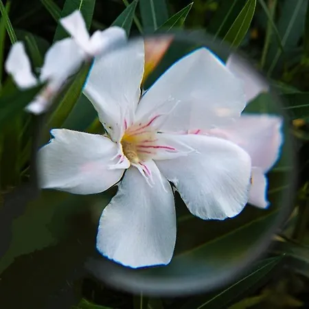 Appartement Lara Pomer